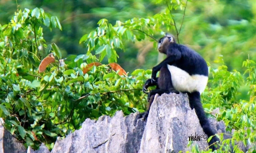 Khu bảo tồn Vân Long: 