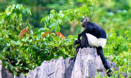 Vọoc mông trắng ở dầm Vân Long