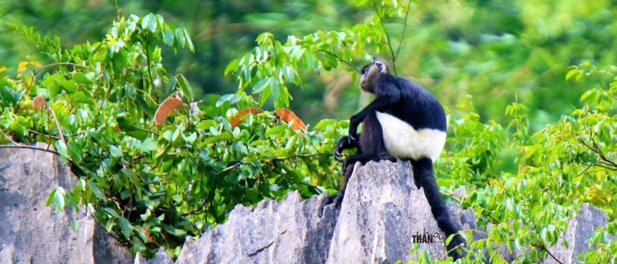 Vọoc mông trắng ở dầm Vân Long