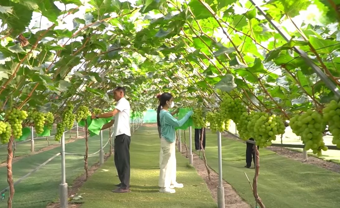 Hệ thống giàn leo và lưới chắn côn trùng giúp cây nho sinh trưởng ổn định, hạn chế sâu bệnh.