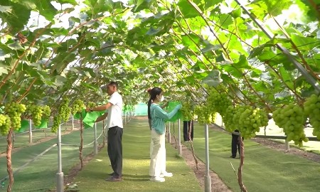 Trồng nho công nghệ cao: Mở hướng làm giàu từ nông nghiệp hiện đại