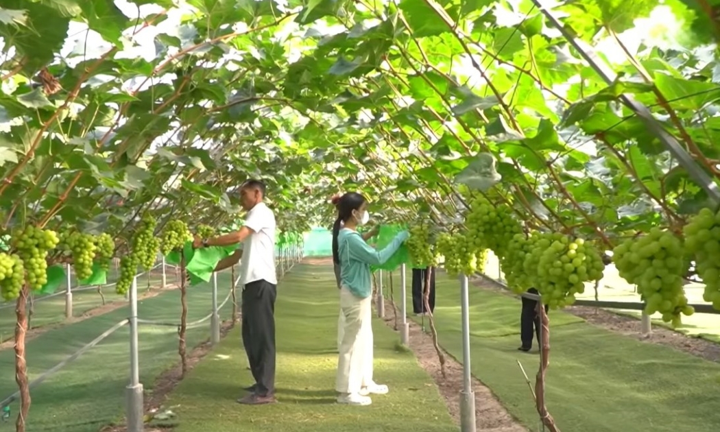 Trồng nho công nghệ cao: Mở hướng làm giàu từ nông nghiệp hiện đại