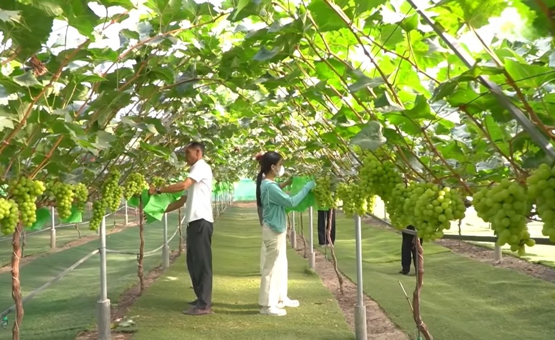 Hệ thống giàn leo và lưới chắn côn trùng giúp cây nho sinh trưởng ổn định, hạn chế sâu bệnh.