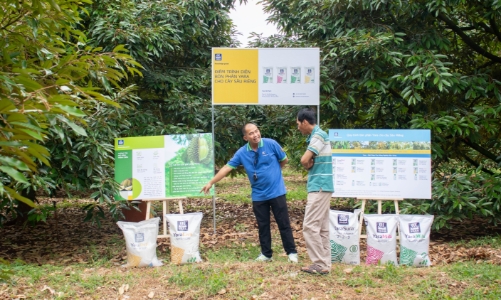 Nhà nông gặt hái thành quả mùa vụ sầu riêng bền vững đầu tiên qua mô hình hợp tác ba bên tại Đắk Lắk