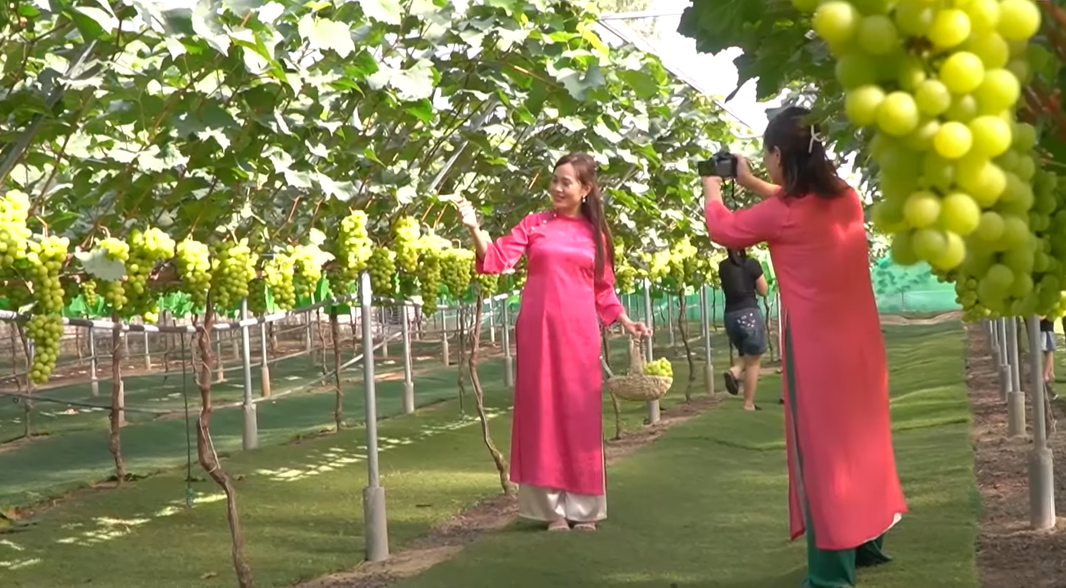 Du khách hào hứng chụp hình lưu niệm cùng chùm nho trĩu quả tại vườn.
