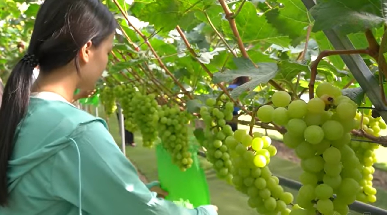 Vườn nho Shine Muscat trong nhà màng của gia đình chị Hồng, từng chùm nho trĩu quả, giòn ngọt.