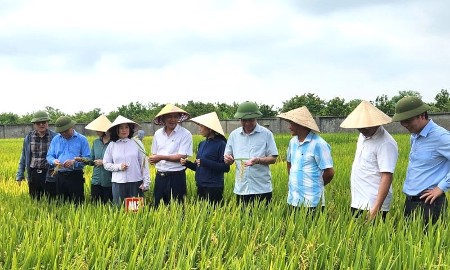 Nghệ An mở rộng sản xuất lúa giảm phát thải, hướng tới nền nông nghiệp xanh