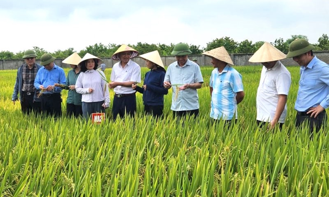 Nghệ An mở rộng sản xuất lúa giảm phát thải, hướng tới nền nông nghiệp xanh