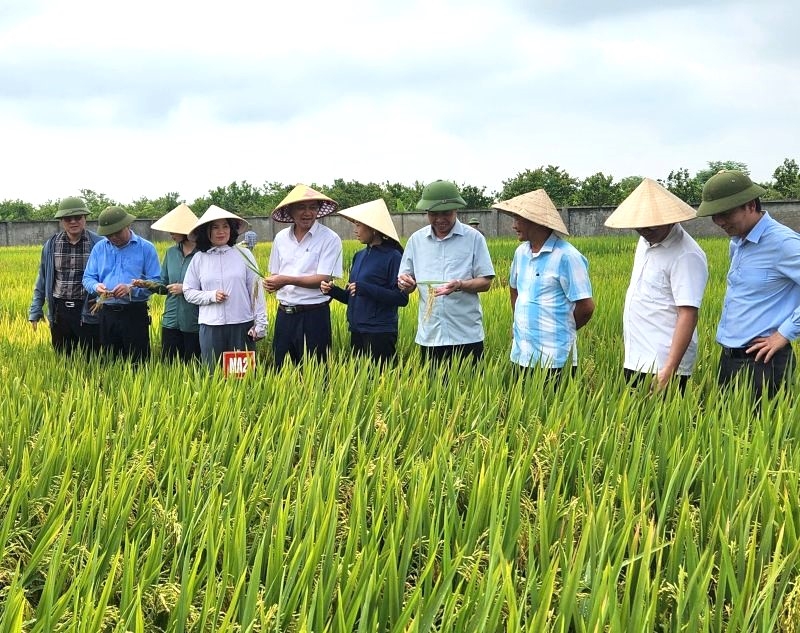 Mô hình sản xuất lúa giảm phát thải được mở rộng trên nhiều cánh đồng tại Nghệ An.