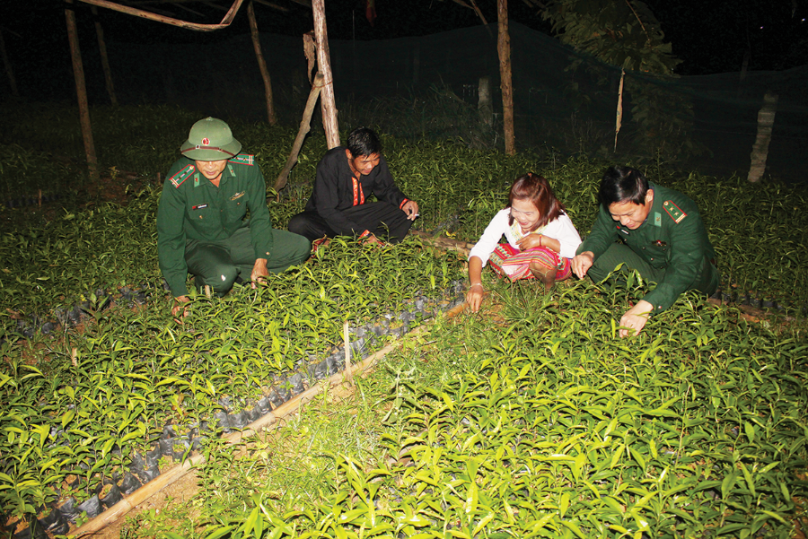 Hồ Thanh Thiu và Hồ Thị Tương (người thứ hai và thứ ba) được các chiến sĩ biên phòng Rào tre hướng đẫn kỹ thuật trồng cây gió trầm.