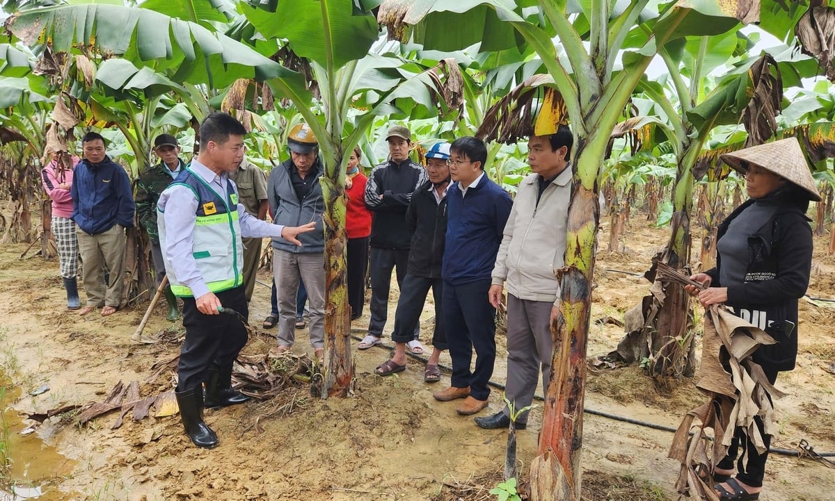 Chuyên gia trực tiếp quan sát và tư vấn cách chăm sóc cây ăn quả bị ngập úng cho người dân phường Hương Trà (thành phố Huế). Ảnh: Văn Dinh