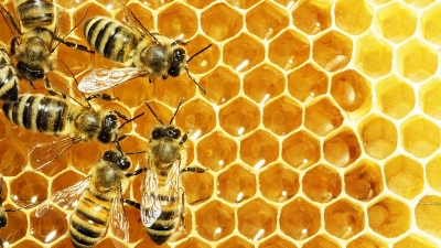 The U.S. reduces anti-dumping tax on Vietnamese raw honey