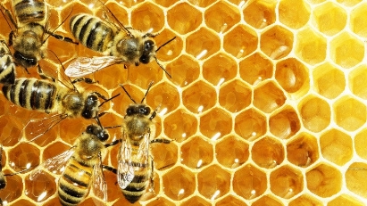 The U.S. reduces anti-dumping tax on Vietnamese raw honey