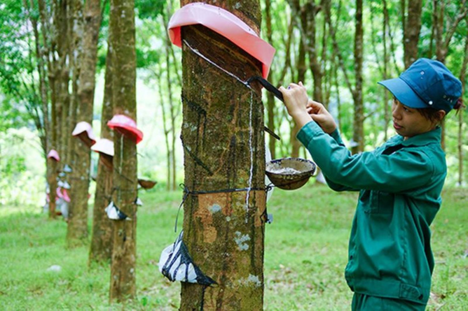Xuất khẩu cao su của Việt Nam được dự báo sẽ gặp khó khăn trong thời gian tới.