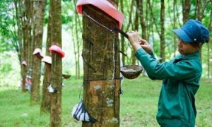 Xuất khẩu cao su suy giảm, dự báo tiếp tục gặp khó khăn
