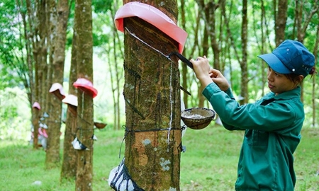 Xuất khẩu cao su suy giảm, dự báo tiếp tục gặp khó khăn