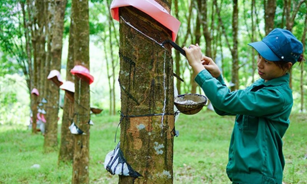 Xuất khẩu cao su của Việt Nam được dự báo sẽ gặp khó khăn trong thời gian tới.