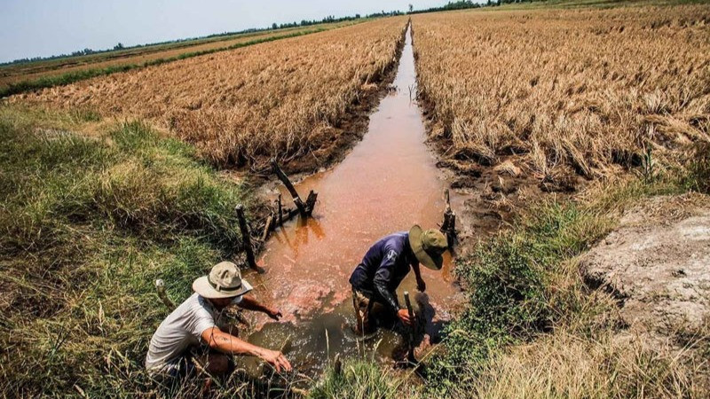Phạm vi xâm nhập mặn đã phần nào được kiểm soát bởi các công trình ngăn mặn. Kịch bản nhận định khả năng xâm nhập mặn tại các địa phương trong vùng ở mức thấp hơn mùa cạn năm 2024-2025. Ảnh minh họa