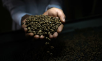 Liệu giá cà phê có giảm sâu sau khi Mỹ dỡ thuế quan?