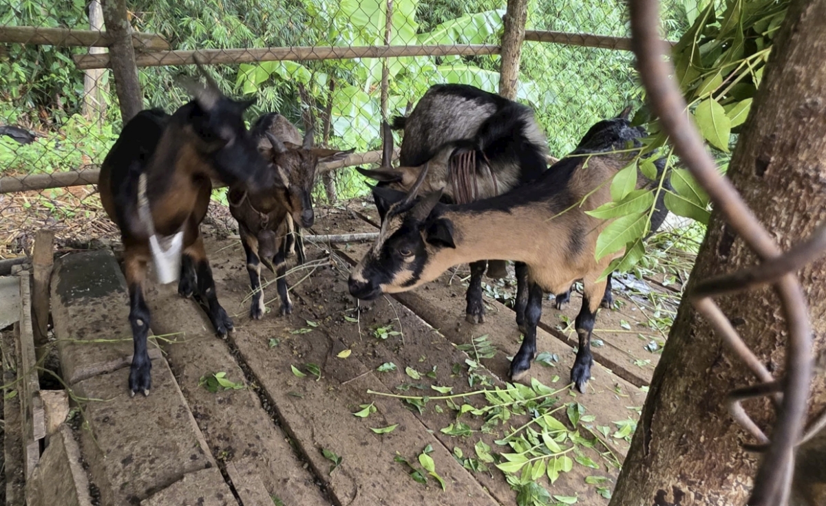 Chăn nuôi đã giúp bà con Nghệ An vươn lên thoát nghèo.