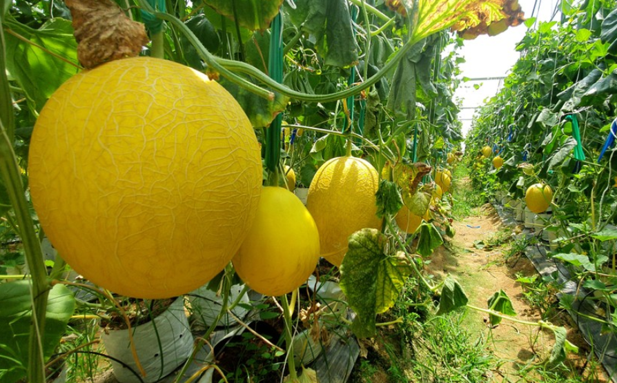 Năm 2020, sản phẩm dưa vàng của công ty được công nhận đạt chuẩn OCOP 3 sao.