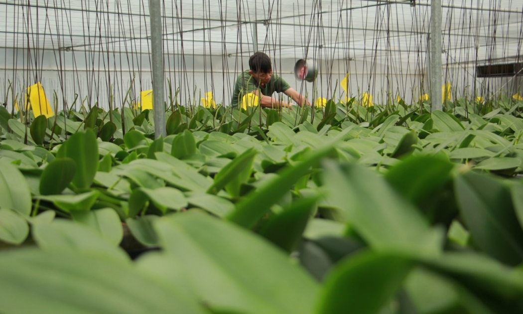 Hoa lan Hồ Điệp được chăm sóc trong khu nhà kính rộng 2.000m2