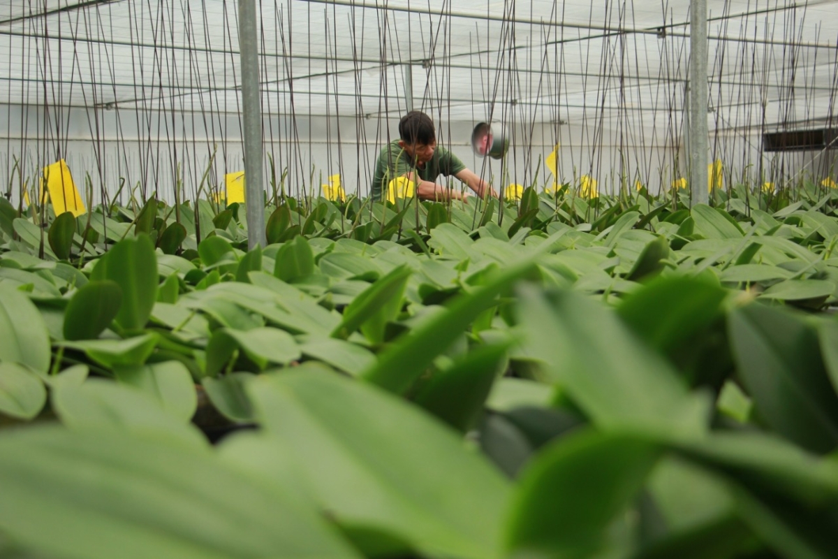 Hoa lan Hồ Điệp được chăm sóc trong khu nhà kính rộng 2.000m2