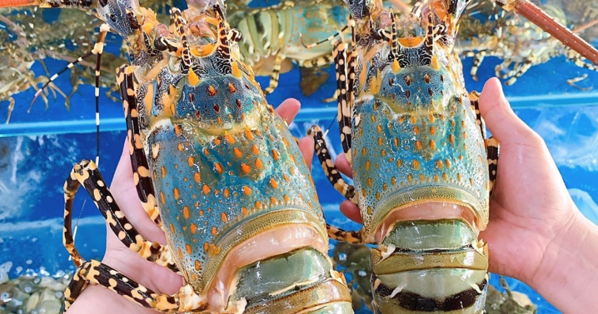 Xuất khẩu tôm hùm tăng kỷ lục, thị trường Trung Quốc tiếp tục là động lực dẫn dắt