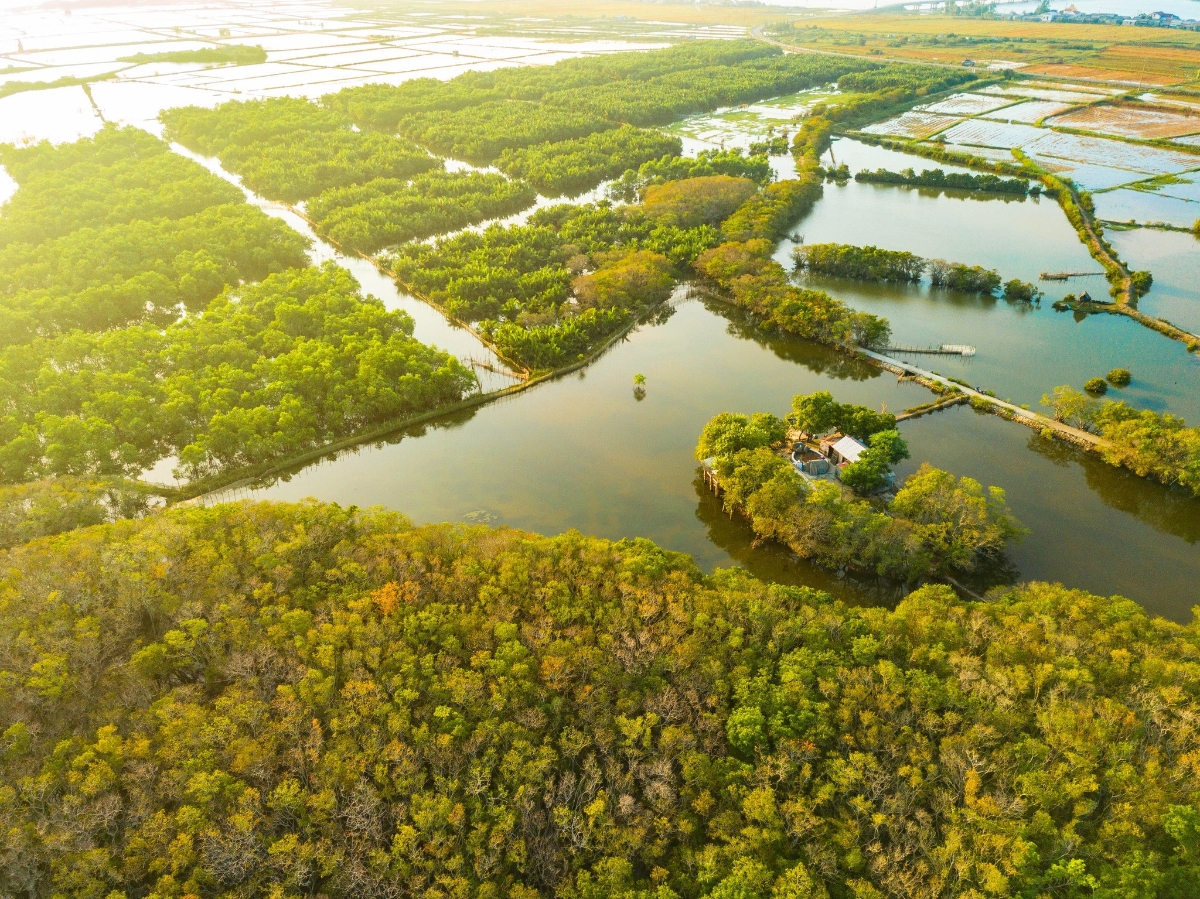 Rú Chá nhìn từ trên cao với mảng xanh ngập mặn ôm lấy đầm phá Tam Giang. Ảnh: Duy Tiến
