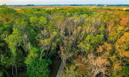 Huế phủ xanh thêm rừng Rú Chá, tạo “tấm khiên sinh thái” trước biến đổi khí hậu