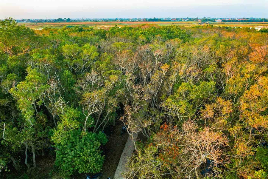 Khu rừng giá nguyên sinh tại Rú Chá – “đặc sản” sinh thái hiếm có của miền Trung