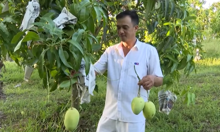 Anh Điền kiểm tra sự phát triển của từng cây xoài trong vườn.