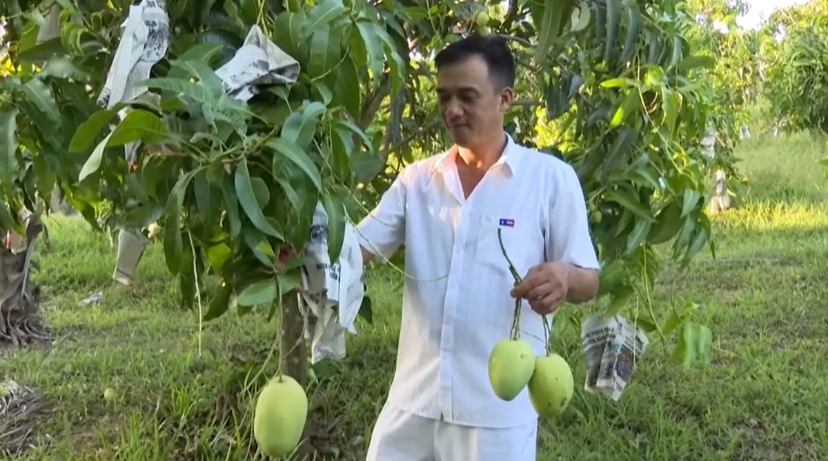 Anh Điền kiểm tra sự phát triển của từng cây xoài trong vườn.