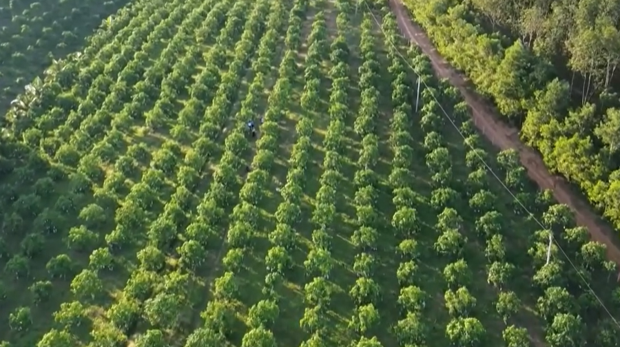 Vườn xoài Tứ Quý của anh Điền – mô hình đầu tiên tại xã Ái Tử.