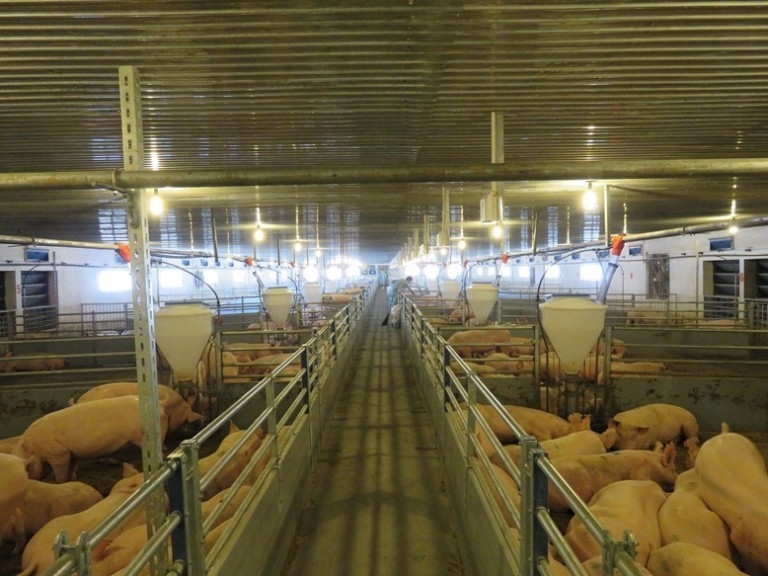 Chăn nuôi heo tại&nbsp;Công ty Cổ phần Phát triển Nông nghiệp Hòa Phát.