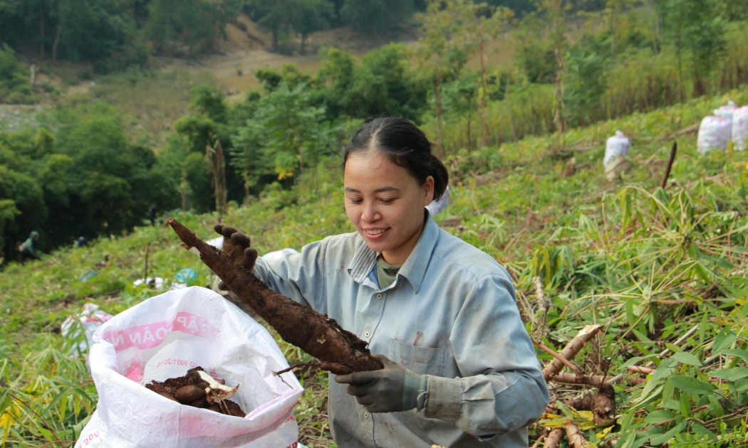 Vụ sắn bội thu giúp bà con Mường Lát có thêm nguồn thu để sửa sang nhà cửa đón Tết
