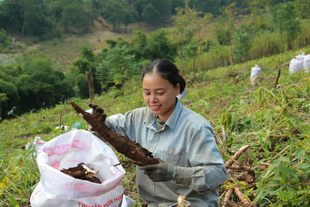 Vụ sắn bội thu giúp bà con Mường Lát có thêm nguồn thu để sửa sang nhà cửa đón Tết