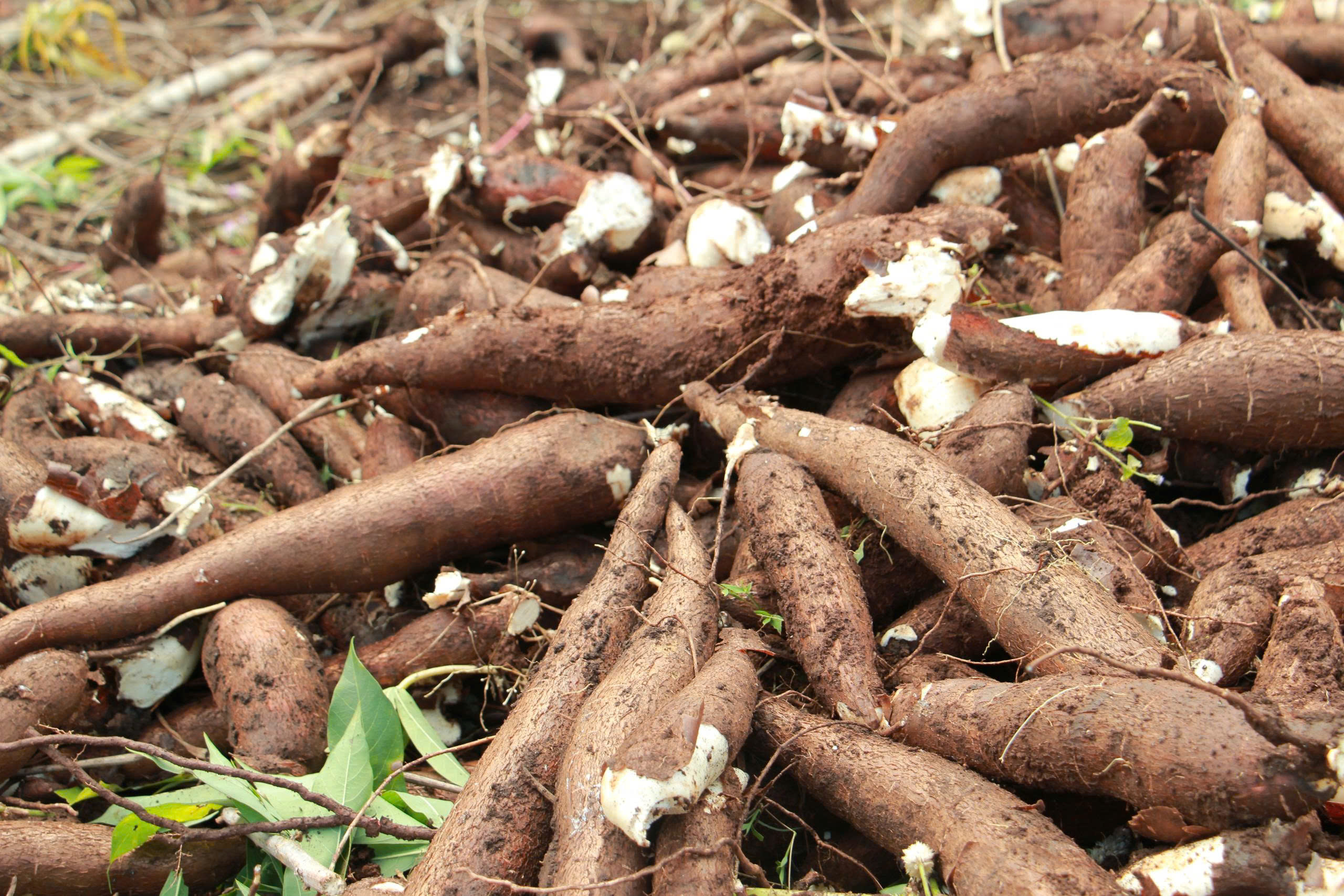 Củ sắn chắc mẩy được xếp thành từng đống chuẩn bị đóng bao