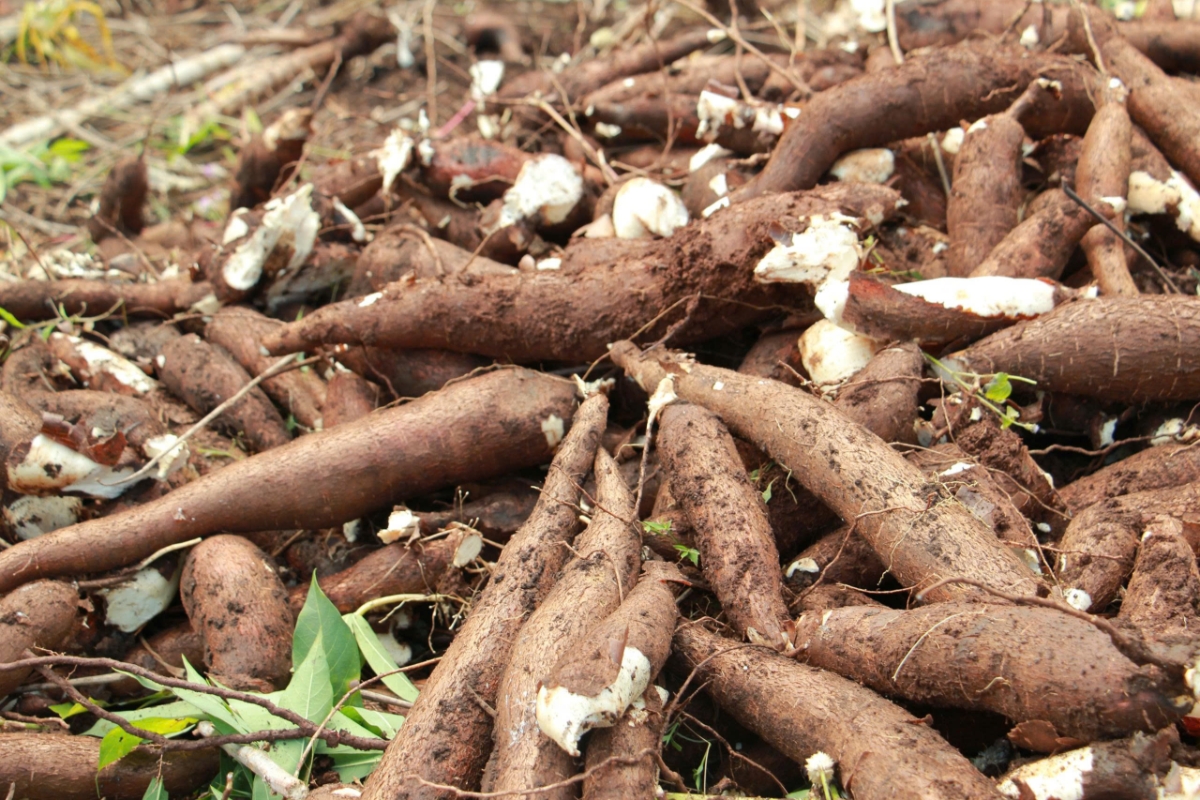 Củ sắn chắc mẩy được xếp thành từng đống chuẩn bị đóng bao