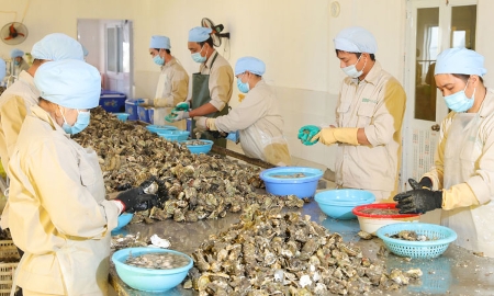 Việt Nam đang có cơ hội lớn để xuất khẩu hàu sang thị trường Nhật Bản.