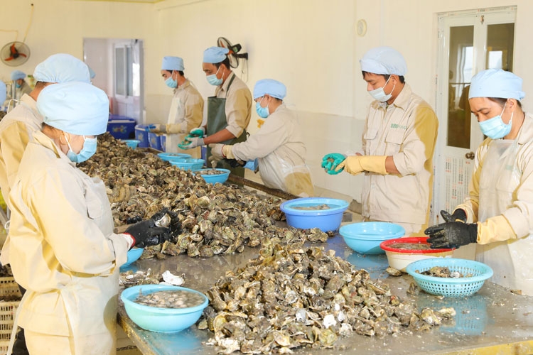 Việt Nam đang có cơ hội lớn để xuất khẩu hàu sang thị trường Nhật Bản.