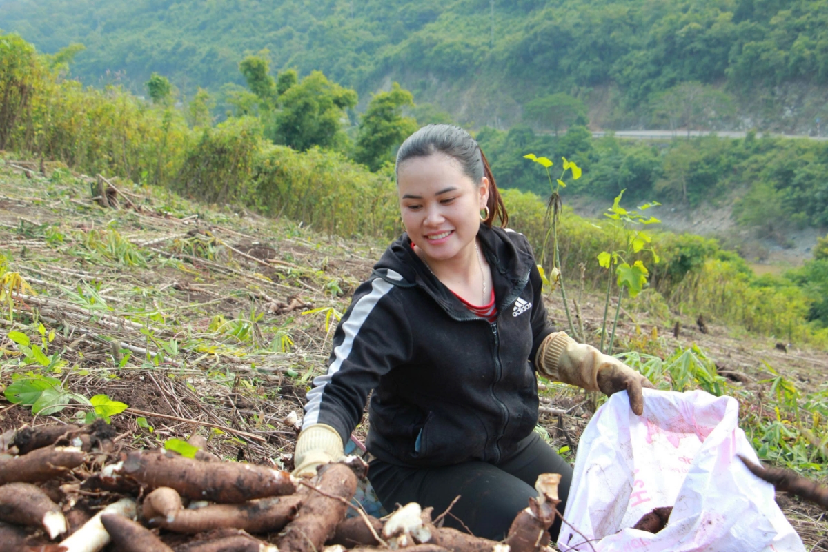 Các hộ dân kiểm tra củ sắn trước khi đóng bao để đảm bảo chất lượng