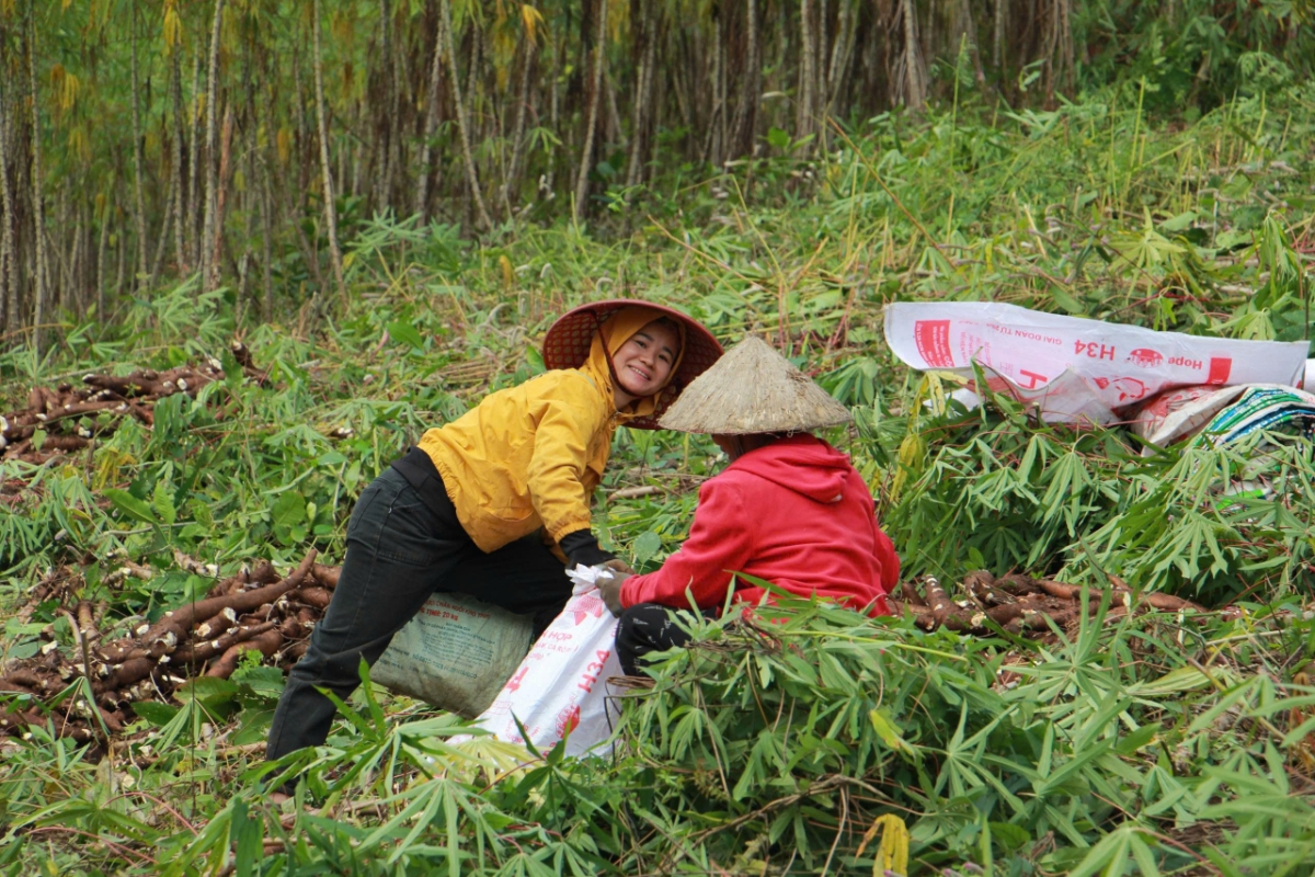 Các hộ dân Mường Lát còn duy trì nét văn hóa đổi công, giúp nhau thu hoạch, vừa giảm gánh nặng lao động, vừa gắn kết cộng đồng.