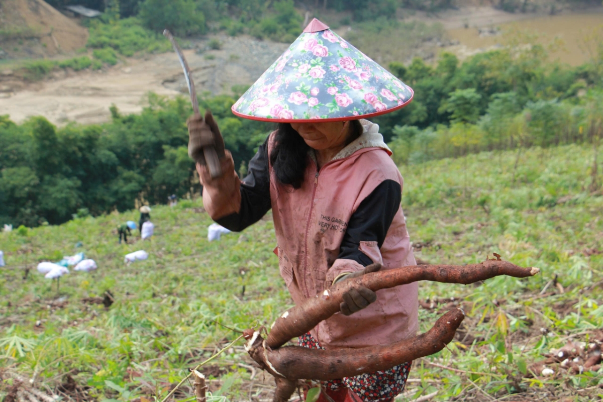 Người dân thôn Buốn thu&nbsp; hoạch sắn trên các triền đồi giữa tiết trời se lạnh.
