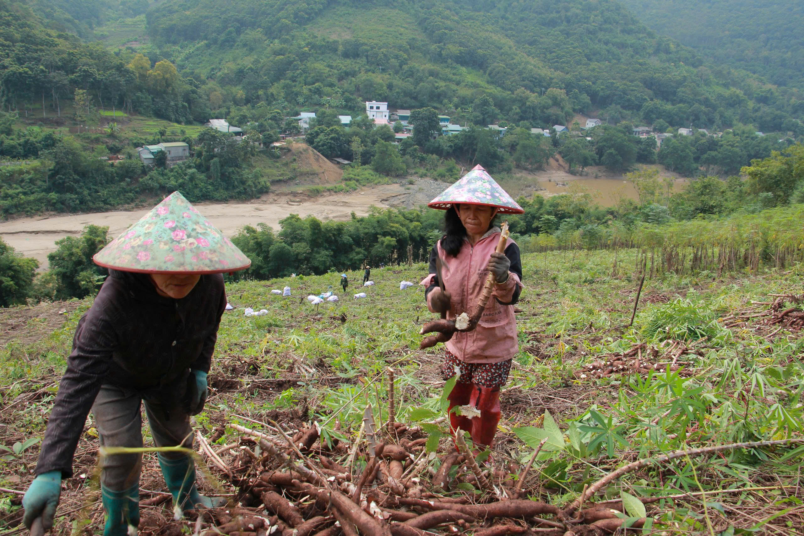 Thôn Buốn nhộn nhịp tiếng gọi nhau và tiếng dao cuốc trong mùa thu hoạch