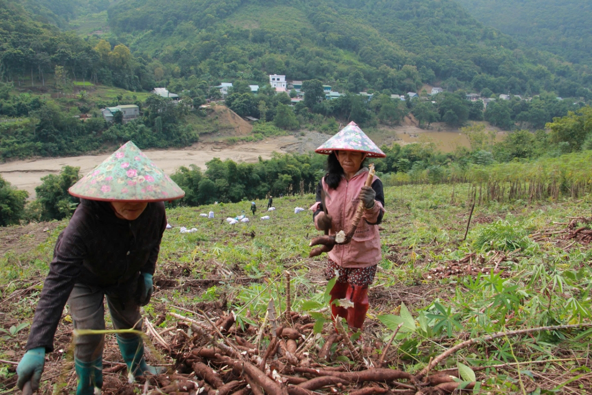 Thôn Buốn nhộn nhịp tiếng gọi nhau và tiếng dao cuốc trong mùa thu hoạch