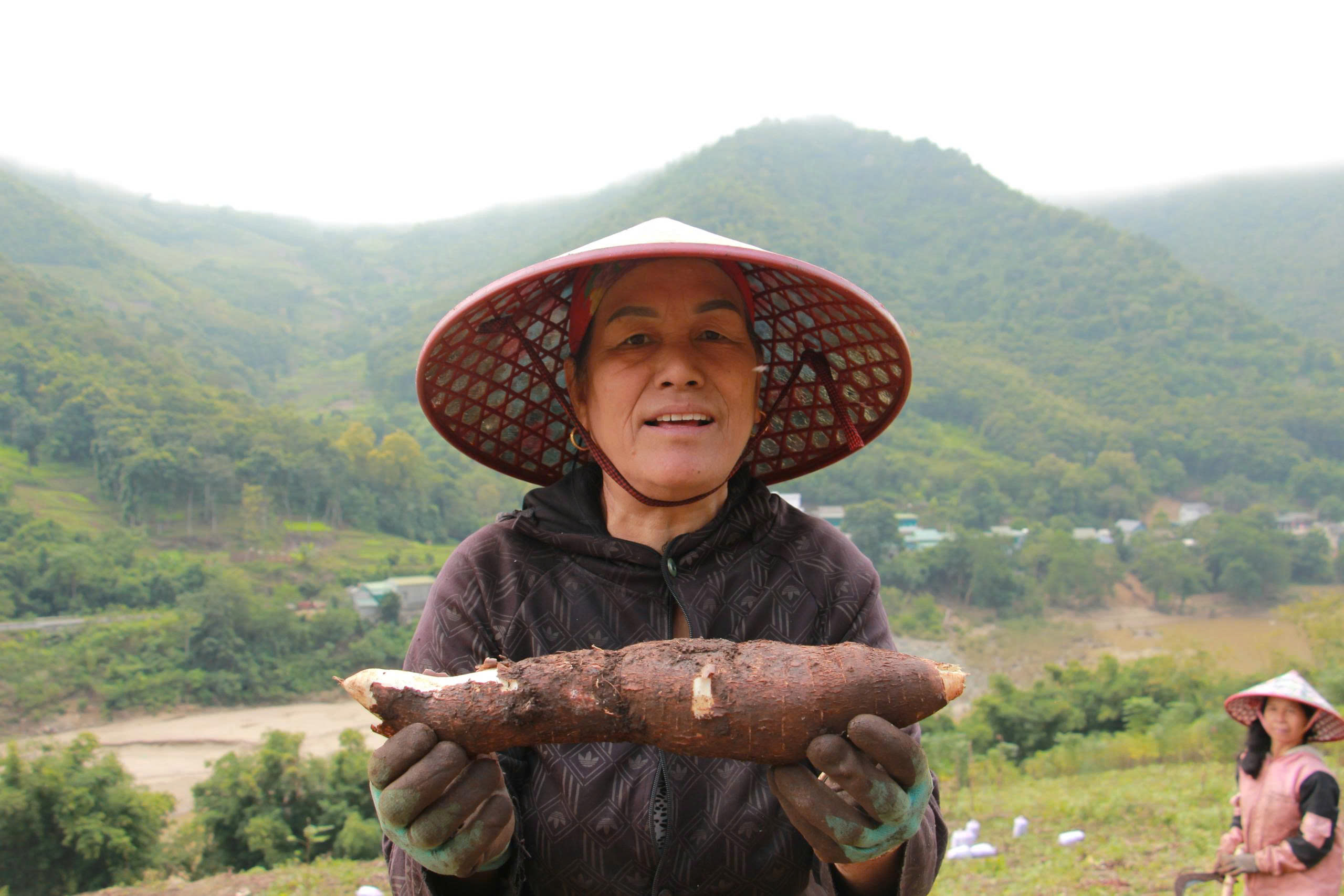 Hình ảnh củ sắn lớn, ít bị hư hỏng, đáp ứng nhu cầu thu mua của thương lái.