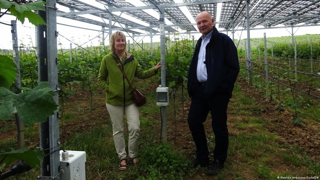 Các giáo sư Claudia Kammann và Manfred Stoll nghiên cứu về VitiVoltaic tại Đại học Hochschule Geisenheim. (Nguồn ảnh: Matilda Jordanova-Duda/DW)