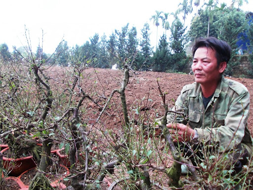 Người dân xã Suối Hai (Hà Nội) phát triển kinh tế từ cây mai trắng.