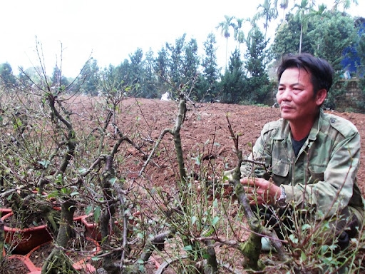 Người dân xã Suối Hai (Hà Nội) phát triển kinh tế từ cây mai trắng.